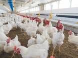 Broiler Chicken 2.5-3kg for sale - photo 2