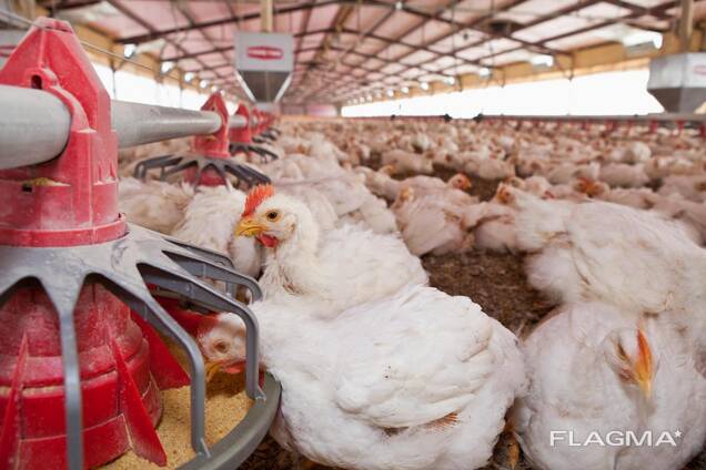 Broiler Chicken 2.5-3kg for sale