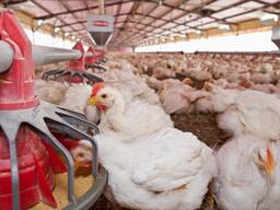 Broiler Chicken 2.5-3kg for sale