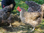 Buff Orpingtonn Chickens For Sale - photo 3