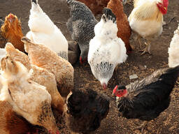 Broiler / Cornish and Hard Body Chickens