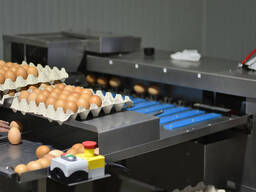Broilers &amp; Chicken Eggs For Sale