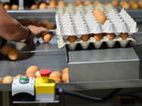 Broilers &amp; Chicken Eggs For Sale - photo 1