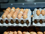 Broilers &amp; Chicken Eggs For Sale - photo 2