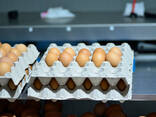 Broilers &amp; Chicken Eggs For Sale - photo 3