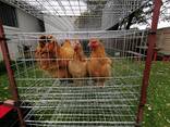 Buff Orpington Chickens - photo 1