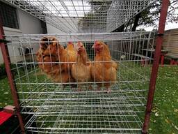Buff Orpington Chickens