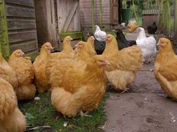 Buff Orpington Chickens for Sale