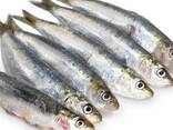 Sardine fish premium quality frozen seafood for importers - photo 3