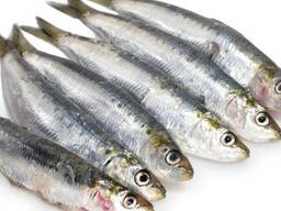 Wholesale Premium Organic Frozen Sardine Whole Fish Roe BQF Process Canada Origin 12 Month