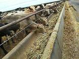 Cattle Feeds for sale whatsapp - photo 1
