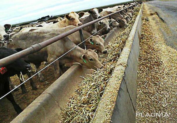 Cattle Feeds for sale whatsapp