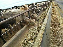 Cattle Feeds for sale whatsapp