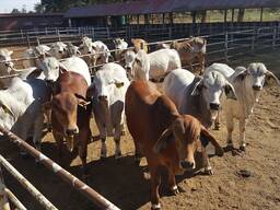 Cattle for sale in South Africa