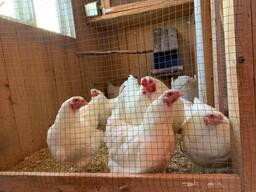 Chantecler chickens for sale