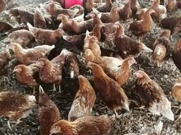 Point of Lay chickens for sale