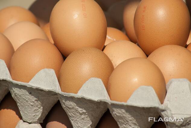 Chicken egg, Belarus