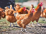 Chickens for Sale - Baby Chicks, Poultry &amp; Fowl Egg Hatchery . .. - photo 1