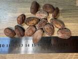 Cocoa beans - photo 3