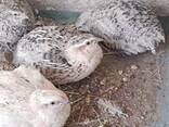 Coturnix Quail - Celedon carrier males - photo 3