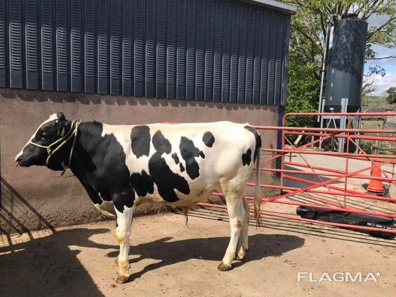 Dairy/ Milking cows for sale