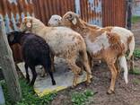 Damara Sheep for Sale - photo 1