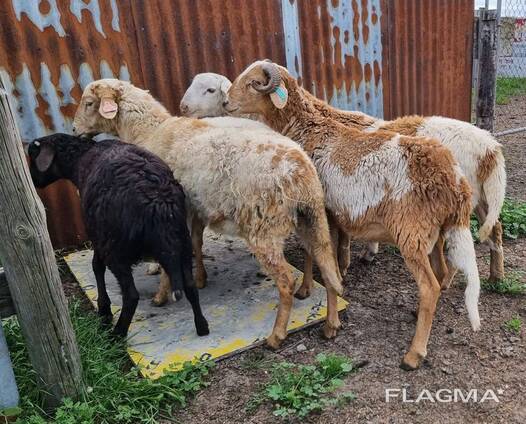 Damara Sheep for Sale