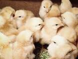 Day old chicks - photo 1