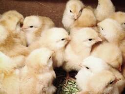 One Day old Broiler chicks