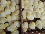 One Day old Broiler chicks - photo 3