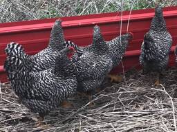 Dominique chickens for sale
