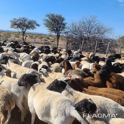 Dorper &amp; Meatmaster Lambs for Sale