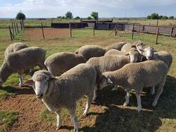 Dorper and Merino Lambs Eastern Cape