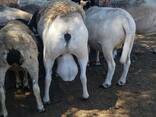 Dorper And Merino Lambs For Sale - photo 2