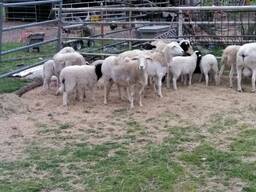 Dorper and Merino Lambs price