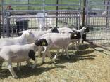 Dorper and Merino Lambs South Africa - photo 1