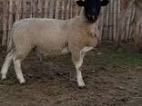 Dorper sheep for sale - photo 2