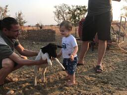 Dorper sheep for sale