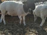 Dorper sheep for sale - photo 1