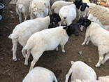 Livestock Boer goats and sheep for sale in South Africa - photo 2
