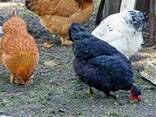 ! Point of Lay Chickens for sale Amberlink Silver Hens for sale - photo 1