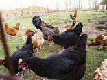 Eggs of Sussex for sale - photo 1