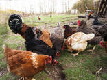 Eggs of Sussex for sale - photo 2
