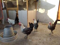 Egyptian fayoumi chickens for sale