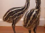 Emu Chicks for Sale - photo 1