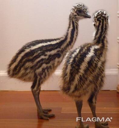 Emu Chicks for Sale