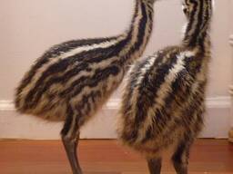 Emu Chicks for Sale