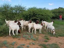 Female boer goats