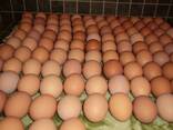 Fertile Chiken Eggs for sale - photo 1