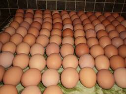 Fertile Chiken Eggs for sale